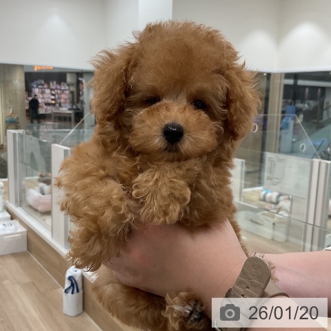 福岡県のトイプードル(トイ) (ペットプラス 八幡東店/2025年11月2日生まれ/女の子/アプリコット)の子犬の4枚目の画像