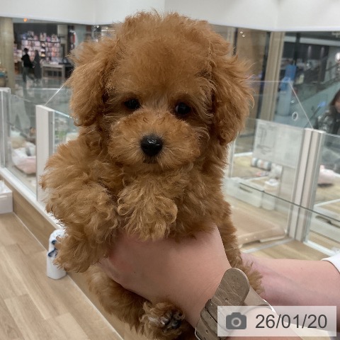 福岡県のトイプードル(トイ) (ペットプラス 八幡東店/2025年11月2日生まれ/女の子/アプリコット)の子犬の3枚目の画像