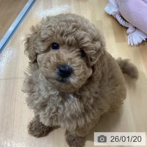 千葉県のトイプードル(トイ) (ペットプラス 八千代緑が丘店/2025年11月10日生まれ/男の子/アプリコット)の子犬の4枚目の画像