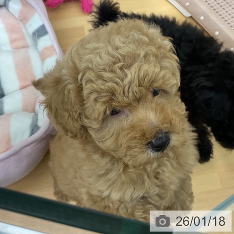 千葉県のトイプードル(トイ) (ペットプラス 八千代緑が丘店/2025年11月10日生まれ/男の子/アプリコット)の子犬の3枚目の画像