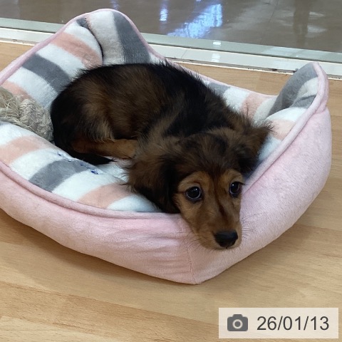 福岡県のミニチュアダックスフンド(ロング) (ペットプラス 福岡伊都店/2025年11月13日生まれ/男の子/レッド)の子犬の3枚目の画像