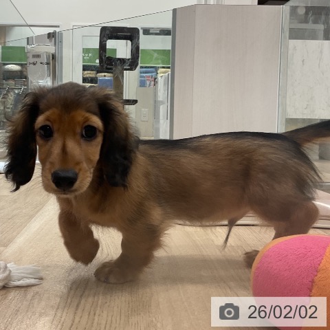 福岡県のミニチュアダックスフンド(ロング) (ペットプラス 香椎浜店/2025年11月13日生まれ/男の子/レッド)の子犬の3枚目の画像