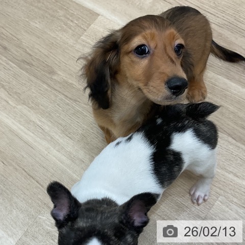 福岡県のミニチュアダックスフンド(ロング) (ペットプラス 香椎浜店/2025年11月13日生まれ/男の子/レッド)の子犬の3枚目の画像