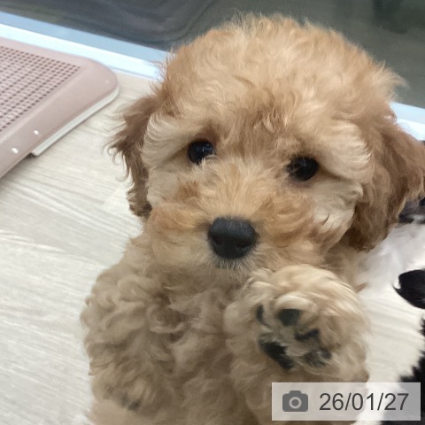 トイ・プードルの写真