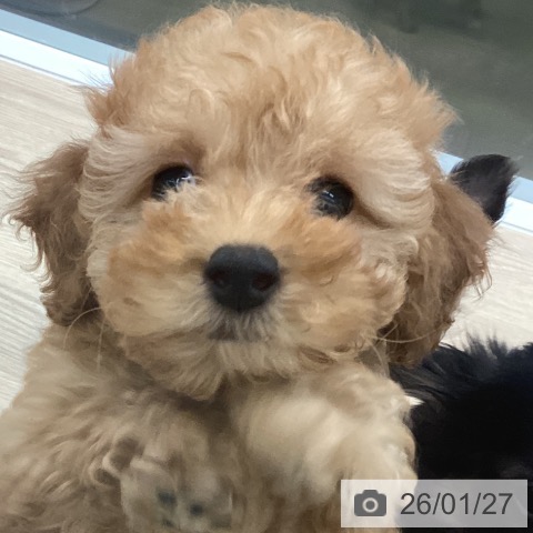 長崎県のトイプードル(トイ) (ペットプラス 長崎店/2025年11月12日生まれ/男の子/アプリコット)の子犬の4枚目の画像