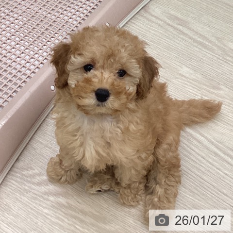 長崎県のトイプードル(トイ) (ペットプラス 長崎店/2025年11月12日生まれ/男の子/アプリコット)の子犬の3枚目の画像