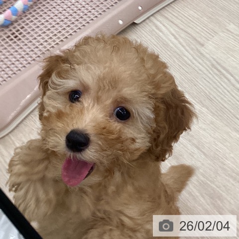 トイ・プードルの写真