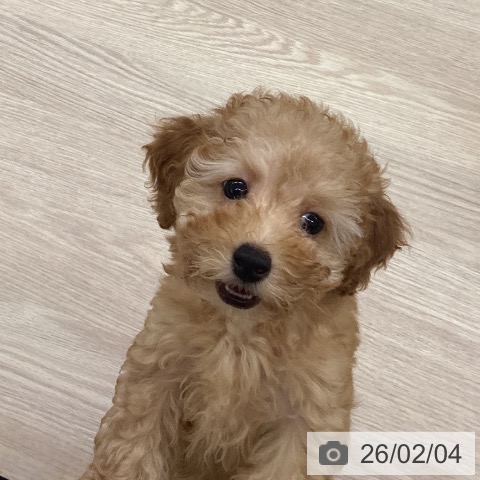 長崎県のトイプードル(トイ) (ペットプラス 長崎店/2025年11月12日生まれ/男の子/アプリコット)の子犬の3枚目の画像