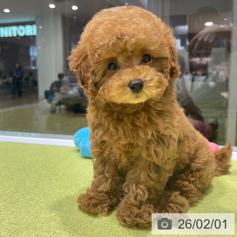 福岡県のトイプードル(トイ) (ペットプラス MARK IS 福岡ももち店/2025年11月12日生まれ/女の子/レッド)の子犬の4枚目の画像