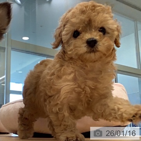 福岡県のトイプードル(トイ) (ペットプラス 福岡店/2025年11月12日生まれ/女の子/アプリコット)の子犬の4枚目の画像