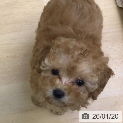 福岡県のトイプードル(トイ) (ペットプラス 福岡店/2025年11月12日生まれ/女の子/アプリコット)の子犬の3枚目の画像