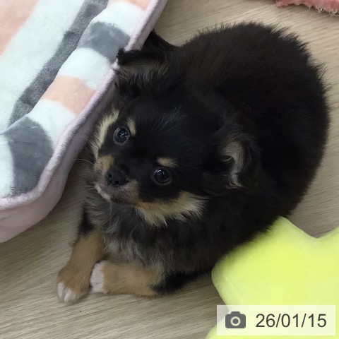 埼玉県のチワワ(ロング) (ペットプラス 八潮店/2025年11月4日生まれ/男の子/ブラックホワイトタン)の子犬の3枚目の画像