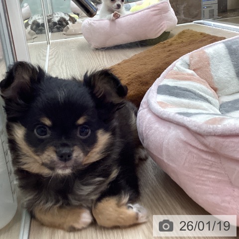 埼玉県のチワワ(ロング) (ペットプラス 八潮店/2025年11月4日生まれ/男の子/ブラックホワイトタン)の子犬の3枚目の画像