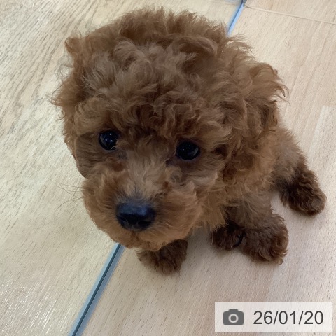 トイ・プードルの写真