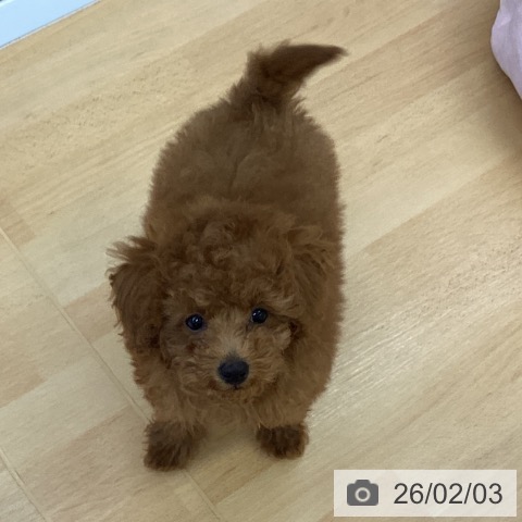 トイ・プードルの写真