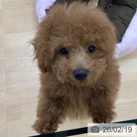 埼玉県のトイプードル(トイ) (ペットプラス 羽生店/2025年11月12日生まれ/男の子/レッド)の子犬の4枚目の画像