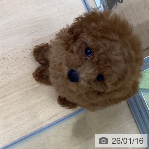 埼玉県のトイプードル(トイ) (ペットプラス 羽生店/2025年11月12日生まれ/男の子/レッド)の子犬の4枚目の画像