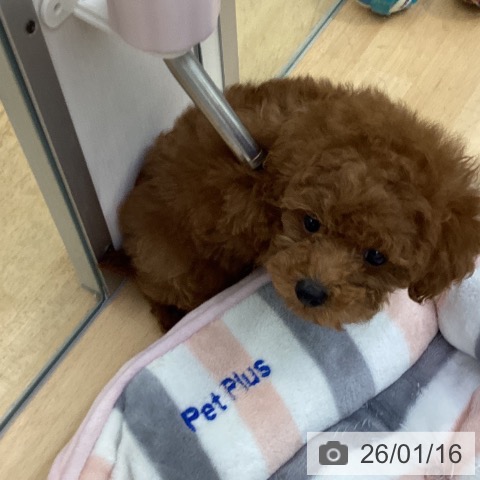 埼玉県のトイプードル(トイ) (ペットプラス 羽生店/2025年11月12日生まれ/男の子/レッド)の子犬の3枚目の画像