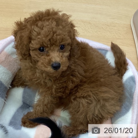 埼玉県のトイプードル(トイ) (ペットプラス 羽生店/2025年11月12日生まれ/男の子/レッド)の子犬の3枚目の画像