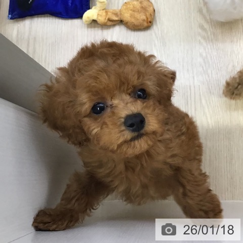 沖縄県のトイプードル(トイ) (ペットプラス 沖縄ライカム店/2025年11月12日生まれ/男の子/レッド)の子犬の3枚目の画像