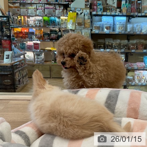 福岡県のトイプードル(トイ) (ペットプラス ららぽーと福岡店/2025年11月13日生まれ/男の子/アプリコット)の子犬の4枚目の画像