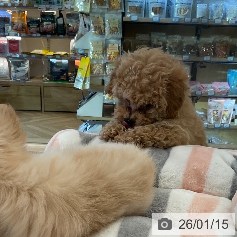 福岡県のトイプードル(トイ) (ペットプラス ららぽーと福岡店/2025年11月13日生まれ/男の子/アプリコット)の子犬の3枚目の画像