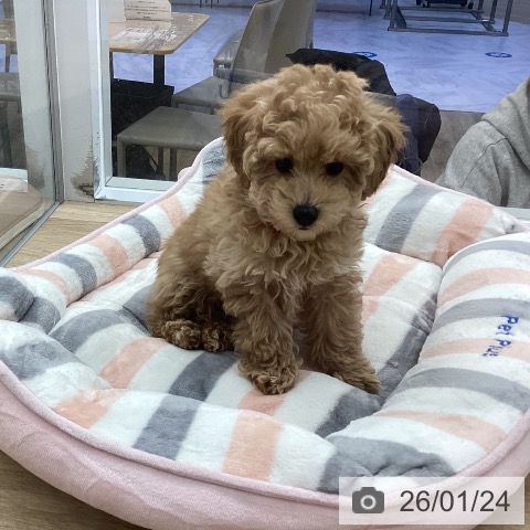 トイ・プードルの写真