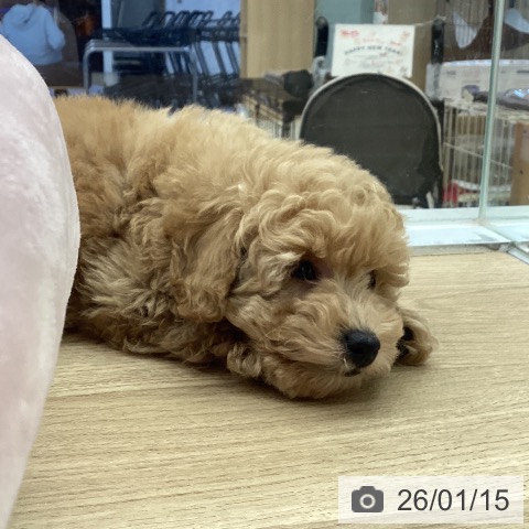 福岡県のトイプードル(トイ) (ペットプラス 春日店/2025年11月13日生まれ/女の子/アプリコット)の子犬の4枚目の画像