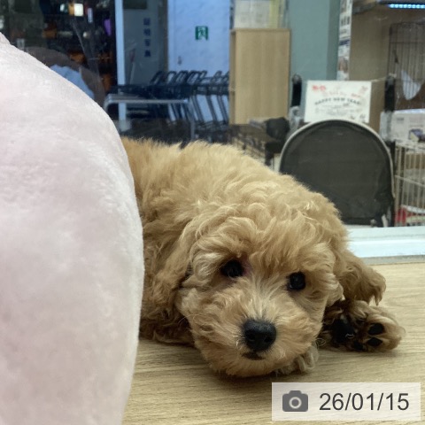 福岡県のトイプードル(トイ) (ペットプラス 春日店/2025年11月13日生まれ/女の子/アプリコット)の子犬の3枚目の画像