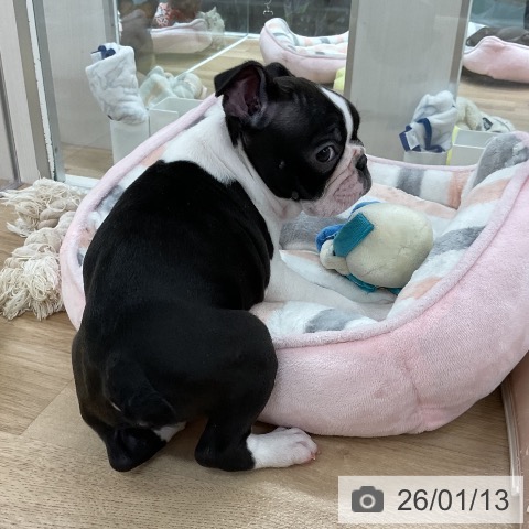 福岡県のボストンテリア (ペットプラス 八幡東店/2025年11月10日生まれ/男の子/ボストンカラー)の子犬の4枚目の画像