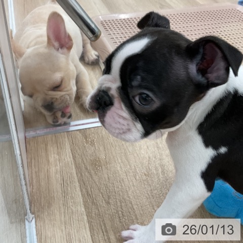 福岡県のボストンテリア (ペットプラス 八幡東店/2025年11月10日生まれ/男の子/ボストンカラー)の子犬の3枚目の画像