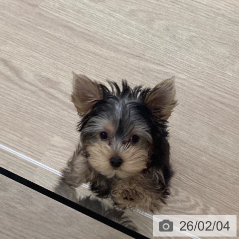 長崎県のヨークシャーテリア (ペットプラス 長崎店/2025年11月10日生まれ/男の子/スチールブルータン)の子犬の3枚目の画像