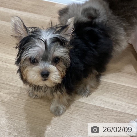 福岡県のヨークシャーテリア (ペットプラス 香椎浜店/2025年11月10日生まれ/女の子/スチールブルータン)の子犬の4枚目の画像