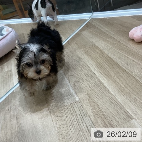 福岡県のヨークシャーテリア (ペットプラス 香椎浜店/2025年11月10日生まれ/女の子/スチールブルータン)の子犬の3枚目の画像