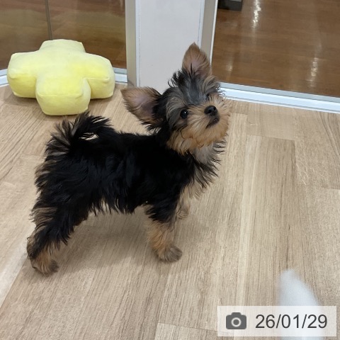 福岡県のヨークシャーテリア (ペットプラス 八幡東店/2025年11月13日生まれ/男の子/スチールブルータン)の子犬の4枚目の画像