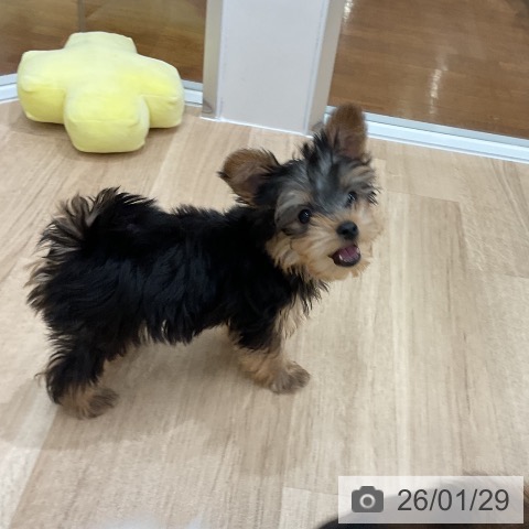 福岡県のヨークシャーテリア (ペットプラス 八幡東店/2025年11月13日生まれ/男の子/スチールブルータン)の子犬の3枚目の画像