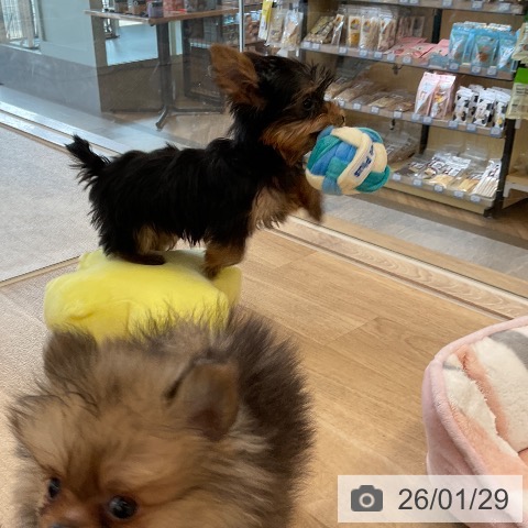 福岡県のヨークシャーテリア (ペットプラス ららぽーと福岡店/2025年11月13日生まれ/男の子/スチールブルータン)の子犬の4枚目の画像