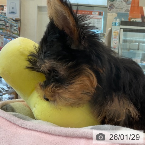 福岡県のヨークシャーテリア (ペットプラス ららぽーと福岡店/2025年11月13日生まれ/男の子/スチールブルータン)の子犬の3枚目の画像