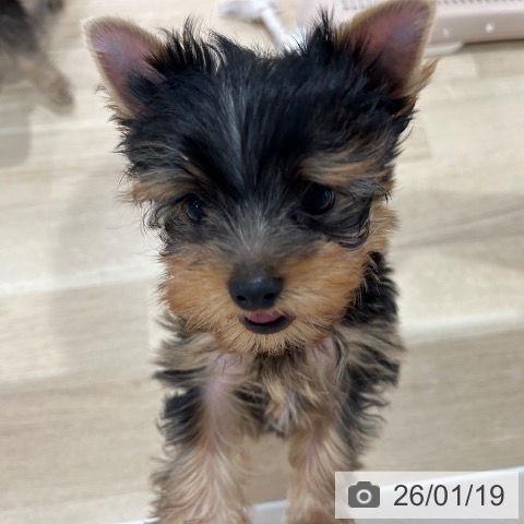 ヨークシャー・テリアの写真