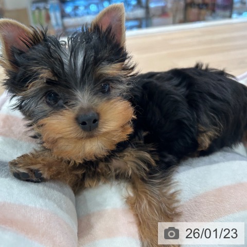 ヨークシャー・テリアの写真