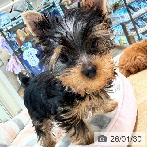 ヨークシャー・テリアの写真