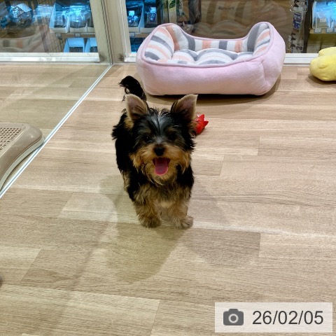 ヨークシャー・テリアの写真