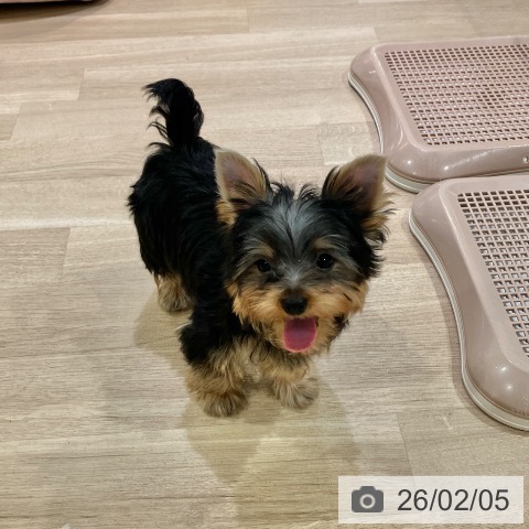 ヨークシャー・テリアの写真