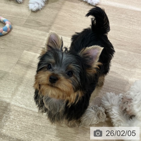 ヨークシャー・テリアの写真