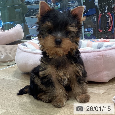 神奈川県のヨークシャーテリア (ペットプラス ゆめが丘ソラトス店/2025年11月13日生まれ/男の子/スチールブルータン)の子犬の4枚目の画像