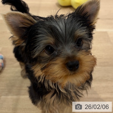 神奈川県のヨークシャーテリア (ペットプラス ゆめが丘ソラトス店/2025年11月13日生まれ/男の子/スチールブルータン)の子犬の4枚目の画像