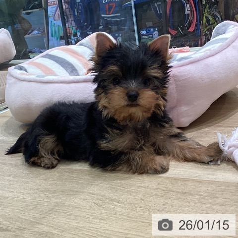 神奈川県のヨークシャーテリア (ペットプラス ゆめが丘ソラトス店/2025年11月13日生まれ/男の子/スチールブルータン)の子犬の3枚目の画像
