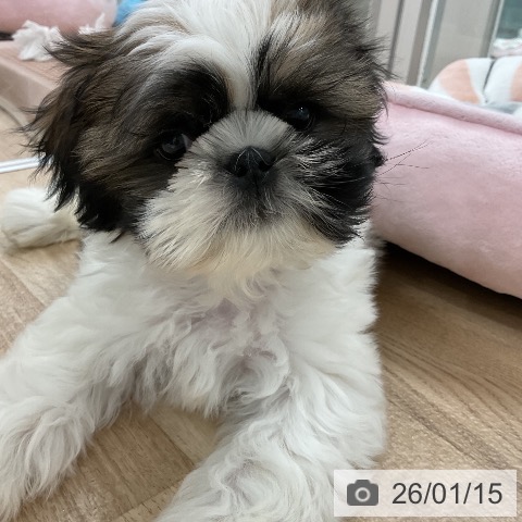 シー・ズーの写真