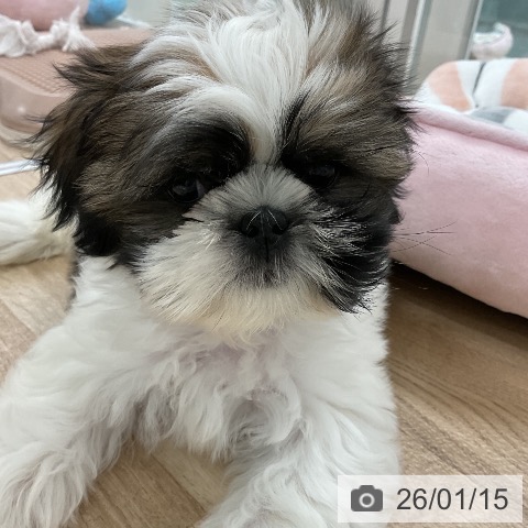 シー・ズーの写真