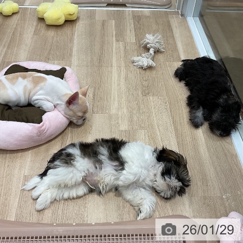 シー・ズーの写真